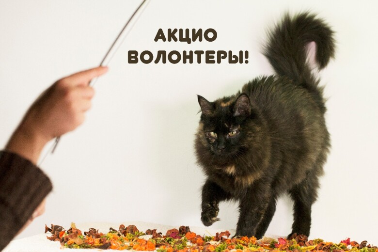 приют для животных вторая жизнь в калужской области. Смотреть фото приют для животных вторая жизнь в калужской области. Смотреть картинку приют для животных вторая жизнь в калужской области. Картинка про приют для животных вторая жизнь в калужской области. Фото приют для животных вторая жизнь в калужской области